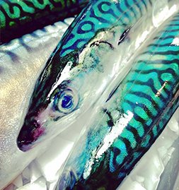 Fresh Whole Fish – Mericq