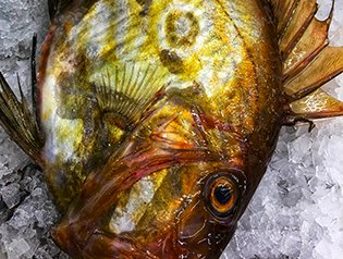 Fresh Whole Fish – Mericq