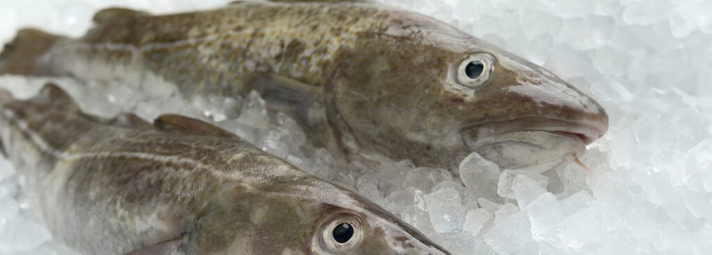 Cabillauds Skrei directement arrivés de Norvège à la qualité exceptionnelle